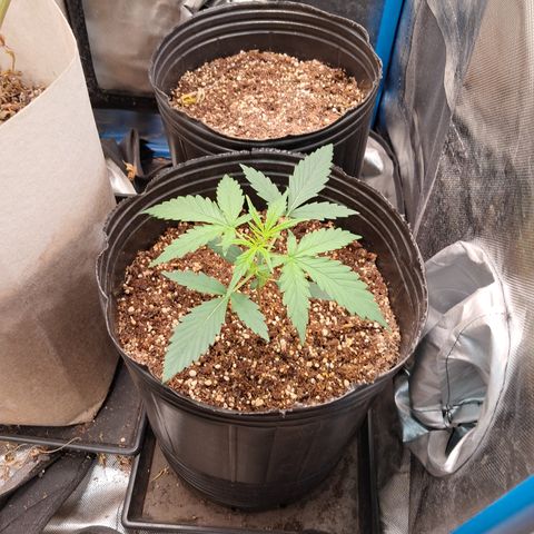 Cream Mandarine Auto growlog timeline photo