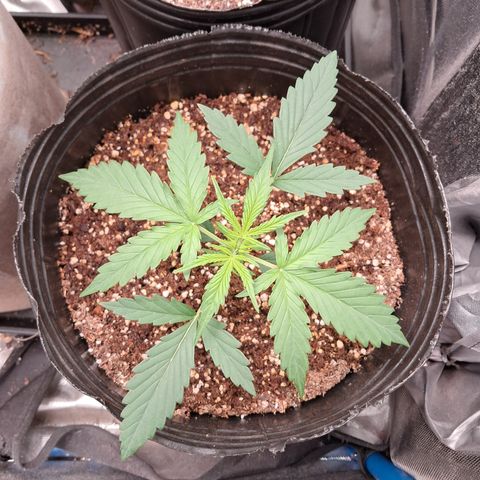 Cream Mandarine Auto growlog timeline photo