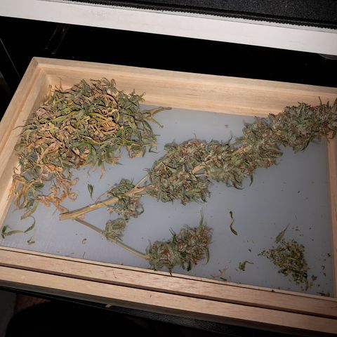 Strawberry Cough #2 growlog timeline photo