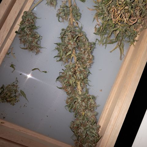 Strawberry Cough #2 growlog timeline photo