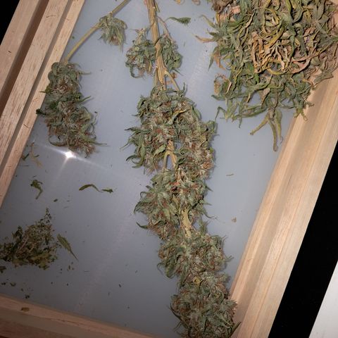 Strawberry Cough #2 growlog timeline photo