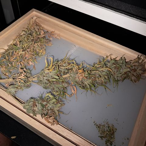 Strawberry Cough #2 growlog timeline photo