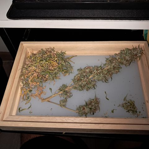 Strawberry Cough #2 growlog timeline photo