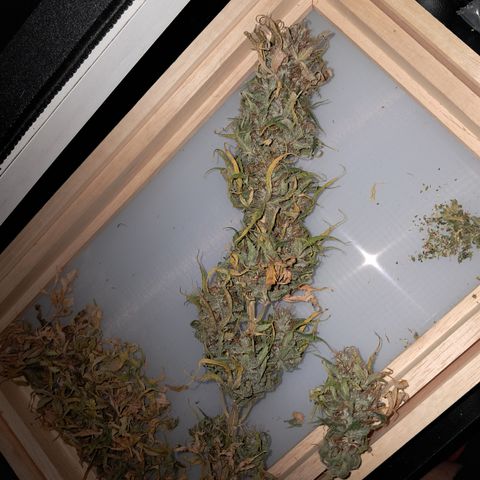 Strawberry Cough #2 growlog timeline photo