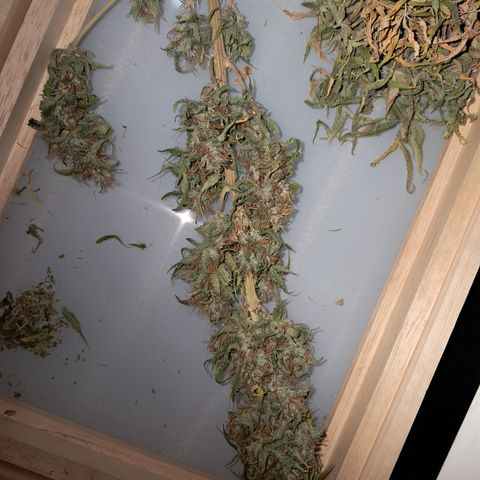 Strawberry Cough #2 growlog timeline photo