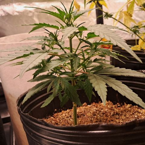 Orange Blossom XXL Auto growlog timeline photo