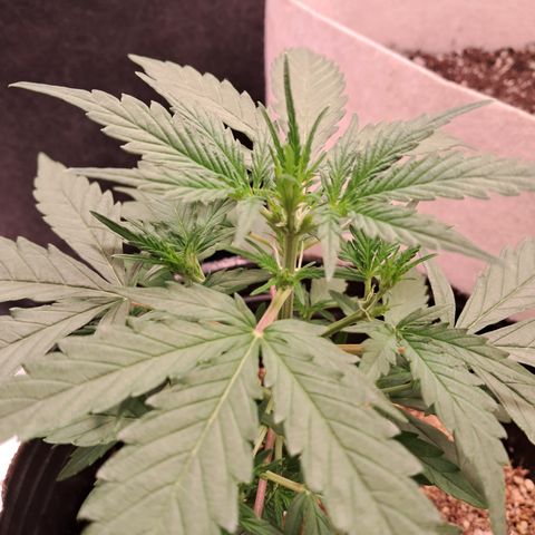 Orange Blossom XXL Auto growlog timeline photo