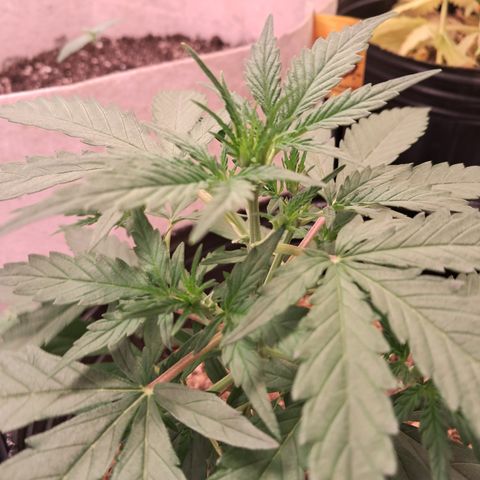 Orange Blossom XXL Auto growlog timeline photo