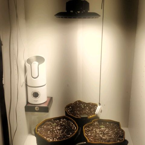 Creme-de-la-Chem x Skywalker growlog timeline photo