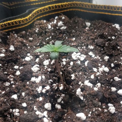 Creme-de-la-Chem x Skywalker growlog timeline photo