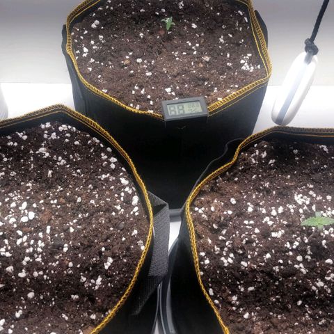 Creme-de-la-Chem x Skywalker growlog timeline photo