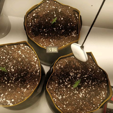 Creme-de-la-Chem x Skywalker growlog timeline photo