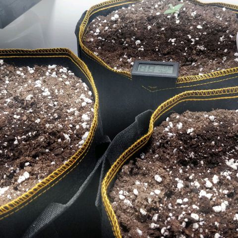 Creme-de-la-Chem x Skywalker growlog timeline photo