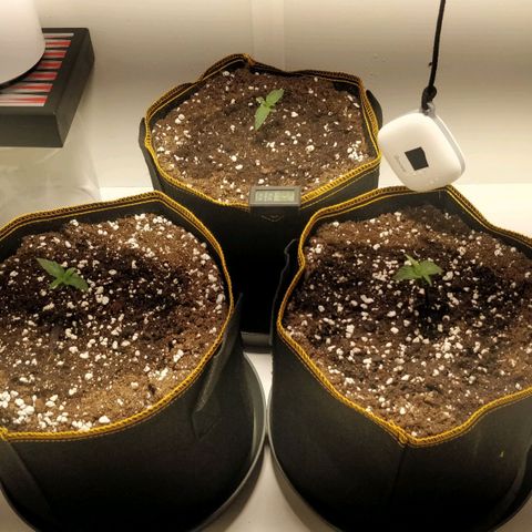 Creme-de-la-Chem x Skywalker growlog timeline photo