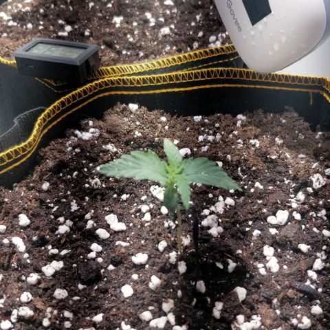 Creme-de-la-Chem x Skywalker growlog timeline photo