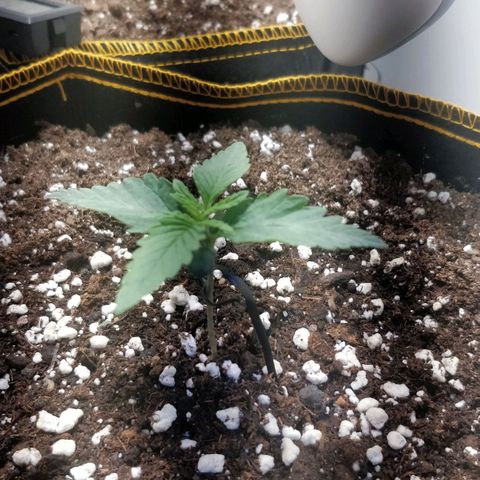 Creme-de-la-Chem x Skywalker growlog timeline photo