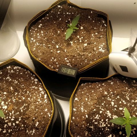 Creme-de-la-Chem x Skywalker growlog timeline photo