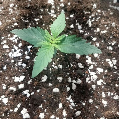 Creme-de-la-Chem x Skywalker growlog timeline photo