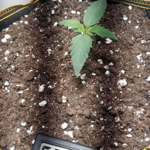 Creme-de-la-Chem x Skywalker growlog timeline photo
