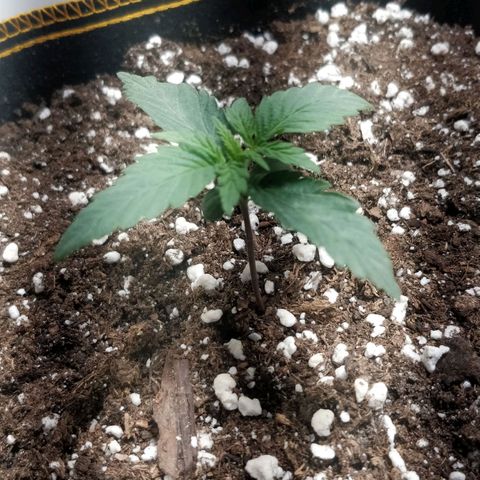 Creme-de-la-Chem x Skywalker growlog timeline photo