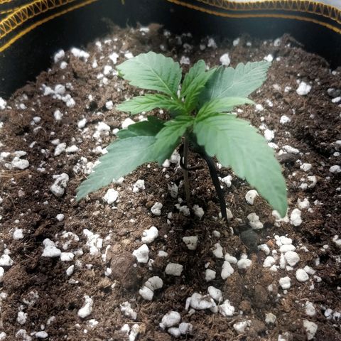 Creme-de-la-Chem x Skywalker growlog timeline photo
