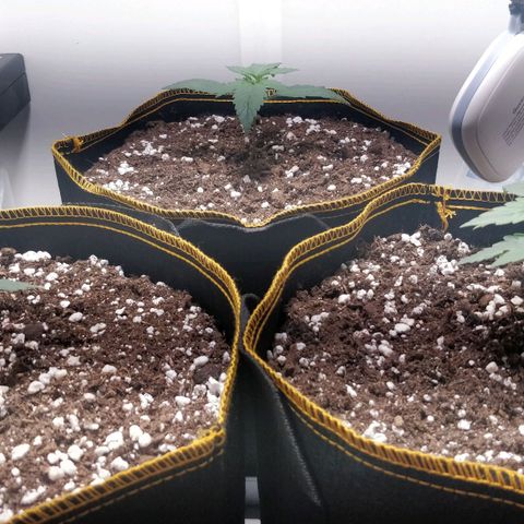 Creme-de-la-Chem x Skywalker growlog timeline photo