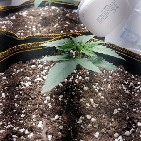 Creme-de-la-Chem x Skywalker growlog timeline photo