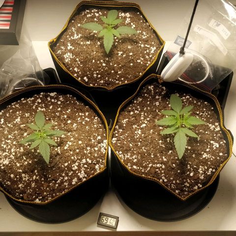 Creme-de-la-Chem x Skywalker growlog timeline photo