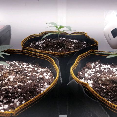 Creme-de-la-Chem x Skywalker growlog timeline photo