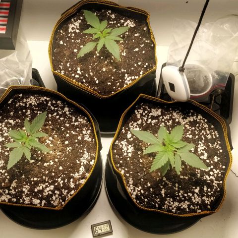 Creme-de-la-Chem x Skywalker growlog timeline photo