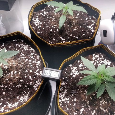 Creme-de-la-Chem x Skywalker growlog timeline photo