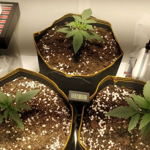 Creme-de-la-Chem x Skywalker growlog timeline photo