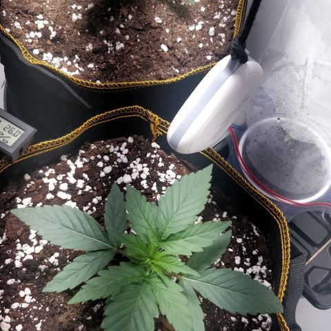 Creme-de-la-Chem x Skywalker growlog timeline photo