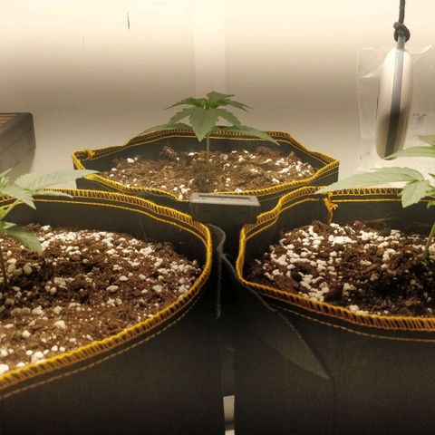 Creme-de-la-Chem x Skywalker growlog timeline photo