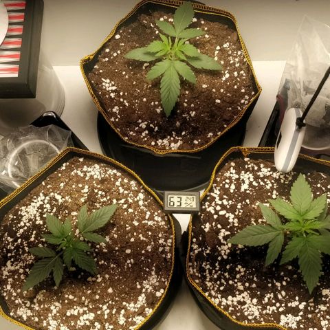 Creme-de-la-Chem x Skywalker growlog photo: After LST 