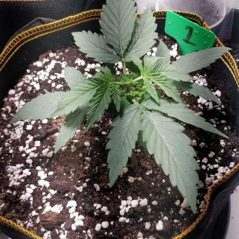 Creme-de-la-Chem x Skywalker growlog photo: After topping 