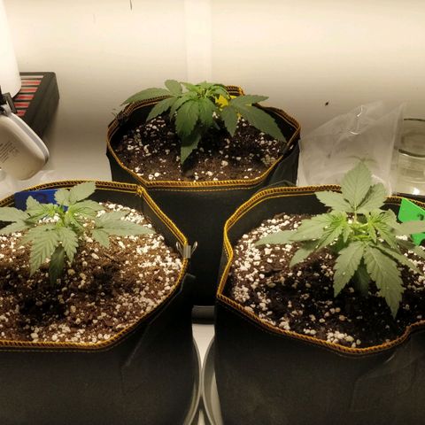 Creme-de-la-Chem x Skywalker growlog timeline photo
