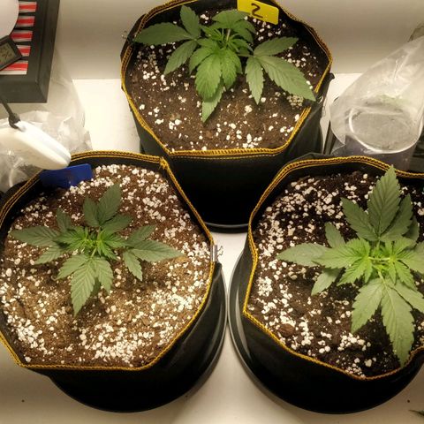 Creme-de-la-Chem x Skywalker growlog timeline photo