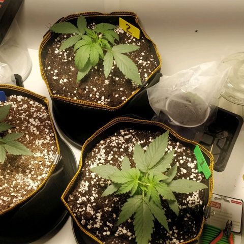 Creme-de-la-Chem x Skywalker growlog timeline photo