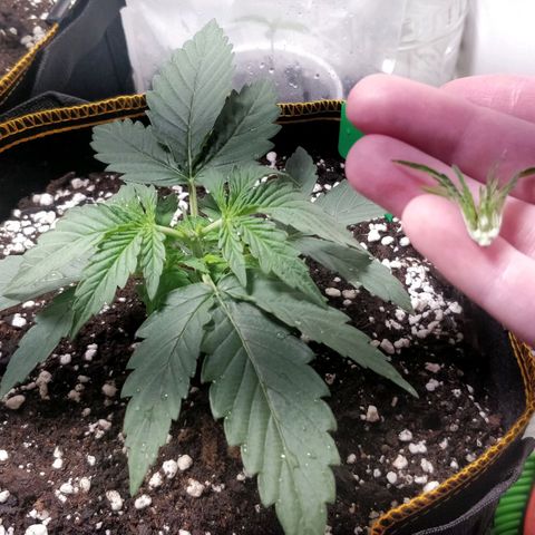 Creme-de-la-Chem x Skywalker growlog photo: 🔞