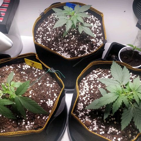 Creme-de-la-Chem x Skywalker growlog timeline photo