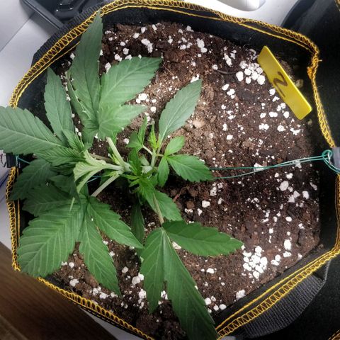 Creme-de-la-Chem x Skywalker growlog timeline photo