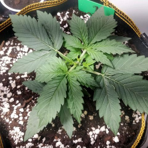 Creme-de-la-Chem x Skywalker growlog timeline photo