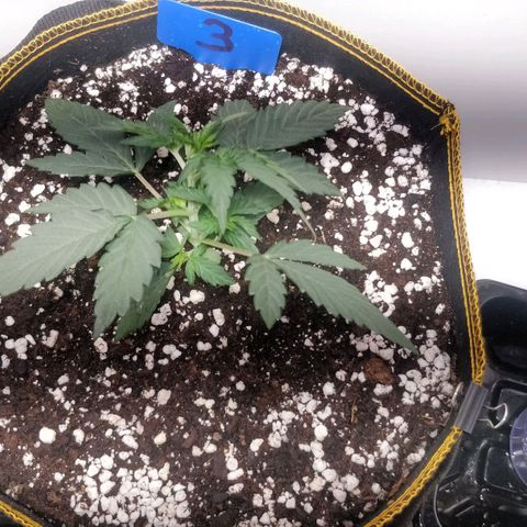 Creme-de-la-Chem x Skywalker growlog timeline photo