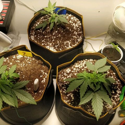 Creme-de-la-Chem x Skywalker growlog timeline photo