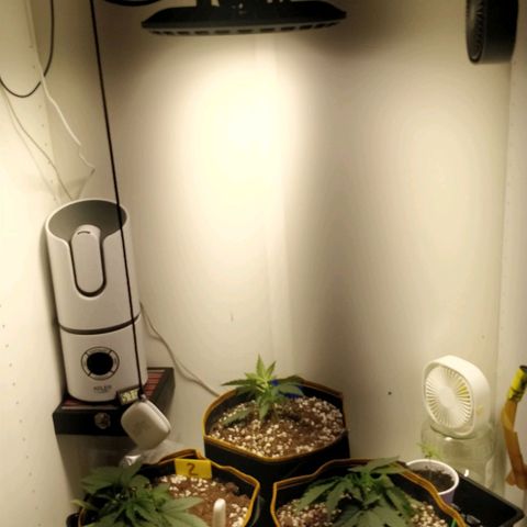 Creme-de-la-Chem x Skywalker growlog timeline photo