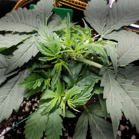 Creme-de-la-Chem x Skywalker growlog timeline photo