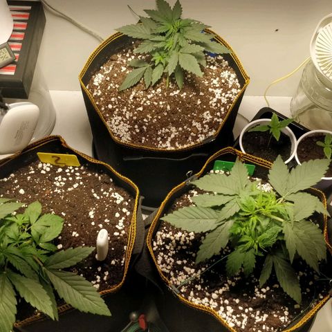 Creme-de-la-Chem x Skywalker growlog timeline photo