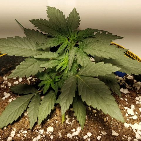 Creme-de-la-Chem x Skywalker growlog timeline photo