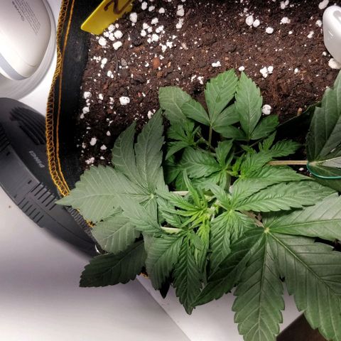 Creme-de-la-Chem x Skywalker growlog timeline photo